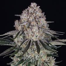 Sour Diesel Feminized