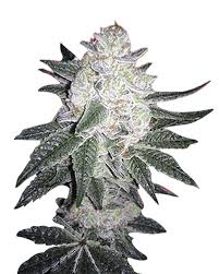 buy Black Gorilla Strain